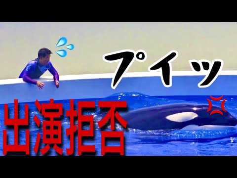 シャチが出演拒否！ピンチをどう乗り越えた？　神戸須磨シーワールド　オルカパフォーマンス　ステラ　ラン