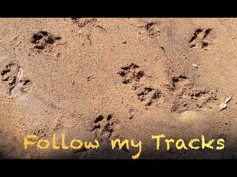 Follow my Tracks