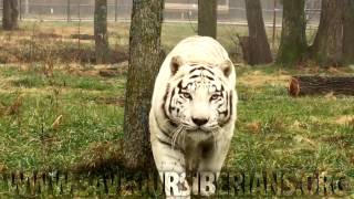 Red Light Green Light