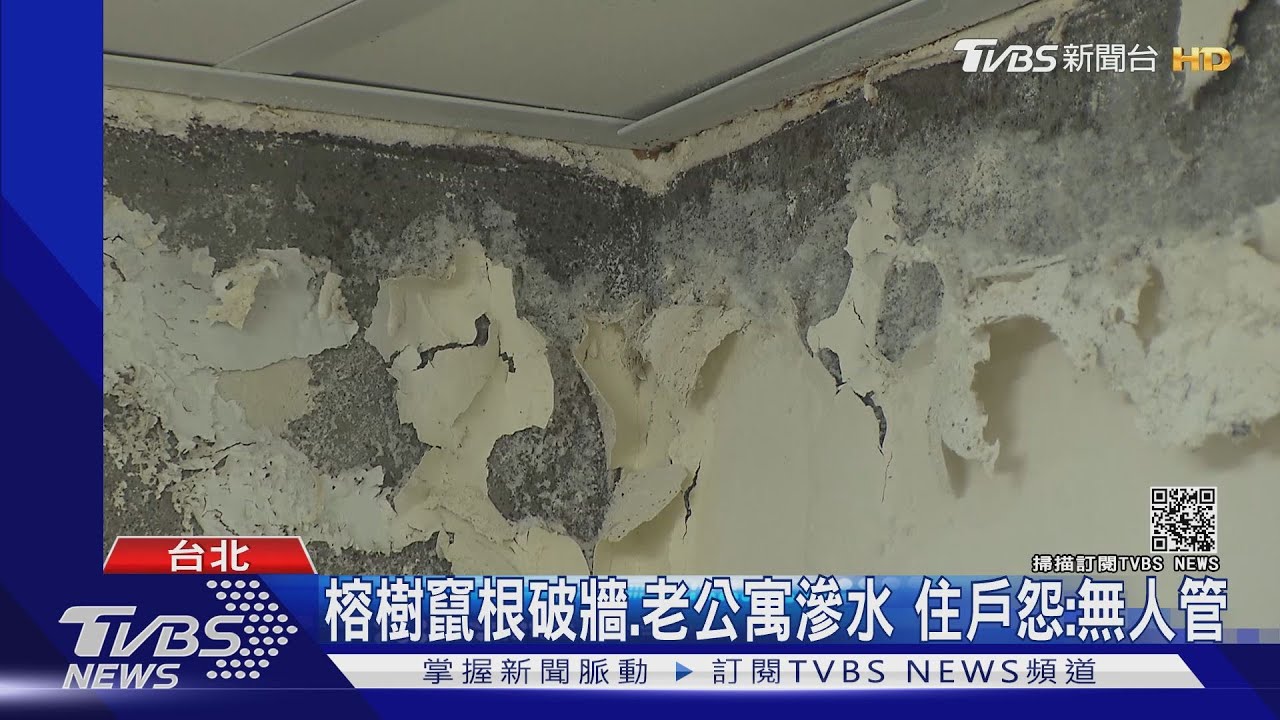 榕樹竄根破牆、老公寓滲水 住戶怨:無人管