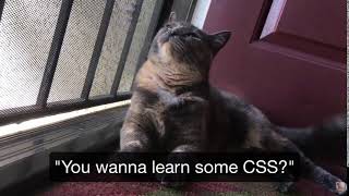 CSS cat