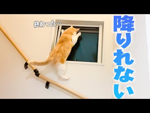 あつし》@猫(@atsushi_314)/Page 30 - Twilog