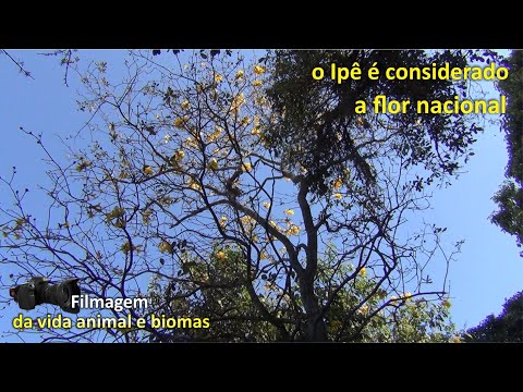 Ipê a flor Nacional -Tubarão, SC,