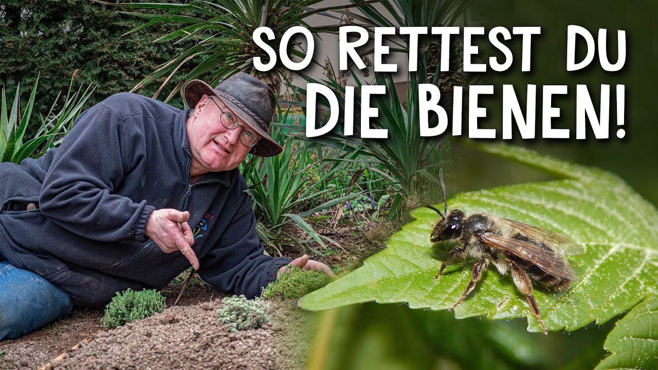 Bienen halten Video 2