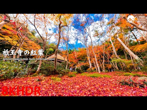 8K Kyoto - Giouji 祇王寺 8KHDR