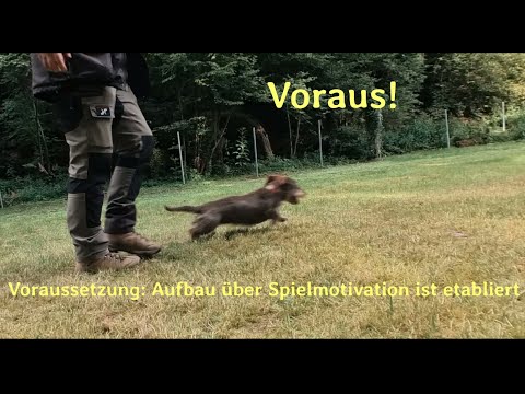 BHPS 1 - Erschwerte Begleithundeprüfungen im DTK - Vorausschicken mit Halt (Aufgabe 1.4, PO 2023)