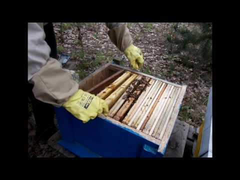 Wielki kutas w małej dupie W opałach trochę podskórnego
