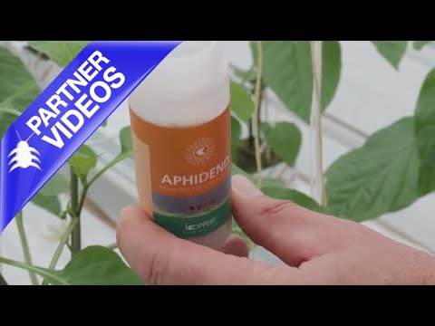  How to Use Koppert Aphidend Video 
