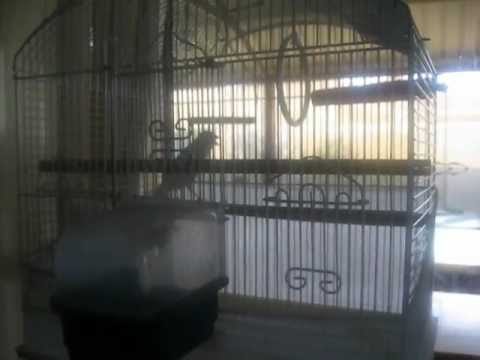 my bird loves Skrillex