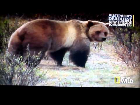 Prehistoric Predators Killer Pig Part 1