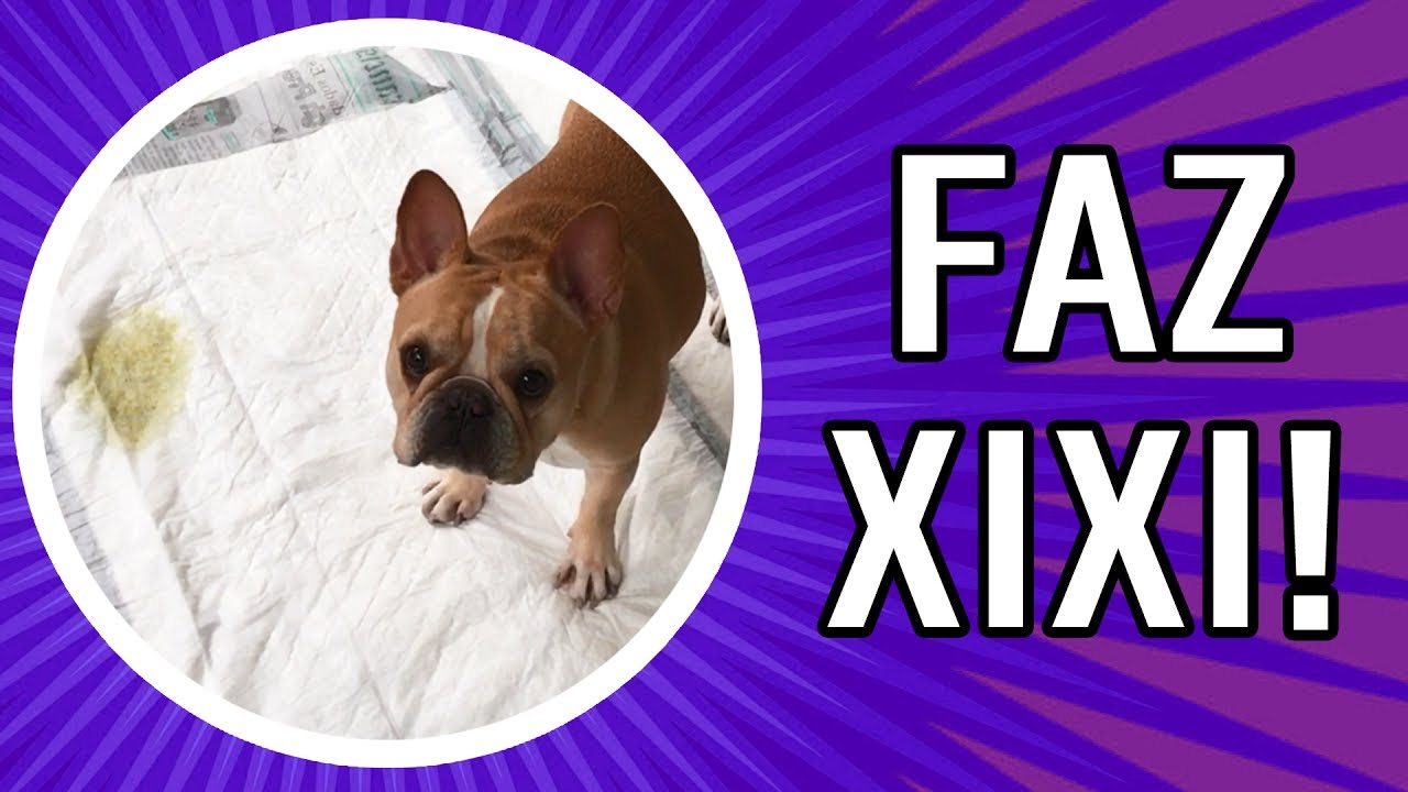 ENSINE SEU CACHORRO A FAZER XIXI SOB COMANDO