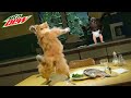 Top 10 Funniest Mountain Dew Commercials EVER