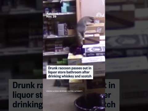 Drunk raccoon passes out in liquor store bathroom after drinking whiskey and scotch