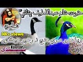Sindhi Poetry Of Hazrat Shah Abdul Latif Bhitai Sindhi WhatsApp Status Voice M Bachal Shanbani