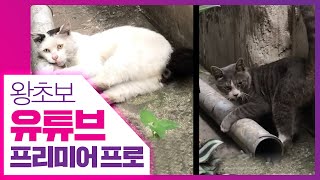 👍휴대폰 세로영상 2분할 만들기 [왕초보 유튜브 프리미어 프로] premiere pro 2020