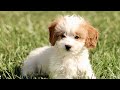 Cavapoo dogs for sale: Kyla  - Video 1