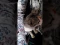 Kucing Pijat Majikan