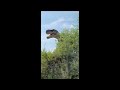 Wild Safari Park Adventure Drive Thru Zoo