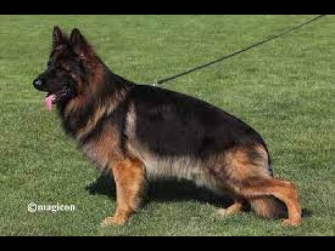 #BSZS2022 - Grizzly vom Herbramer-Wald - LSH