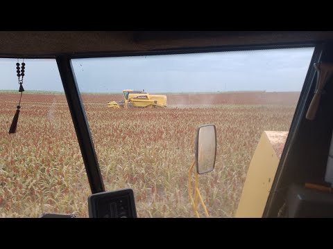 Colheita De Sorgo 2025 No Sítio Santa Maria Em Brejo Alegre-SP 🙏🏻 🌾 🇧🇷 💥                   