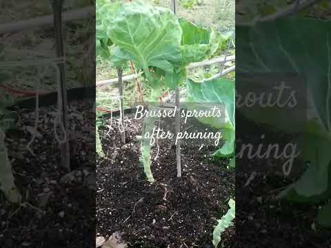 , title : 'These are my brussel sprouts after pruning. You prune the leaves off to grow larger sprouts.'