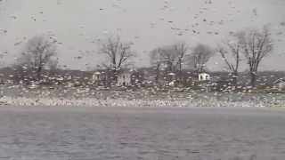 preview picture of video 'Snow Geese at Big Lake'