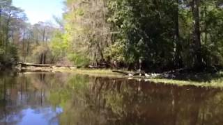 preview picture of video 'video1.mov: Withlacoochee river from Silver Lake to Nobleton'