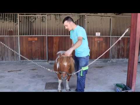 Mundo Rural | Maneio de Pónei na Quinta Pedagógica de Pentieiros