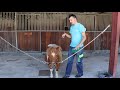 Mundo Rural | Maneio de Pónei na Quinta Pedagógica de Pentieiros