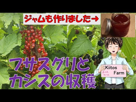 自分でカラントジュースを作る:とても簡単です 植物