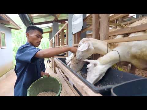 Company Profile RAS Farm