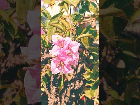 Pink 🩷 Bougainvillea #flowers #flowertherapy #flowercare #flowerlove #flowergarden #ytshorts