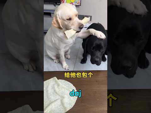 Mamá dała psu mięso, a dziecku tylko kość! 🥩🐶💔