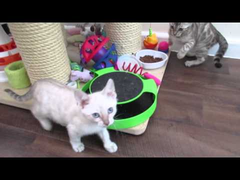 Ameera's babies 💝