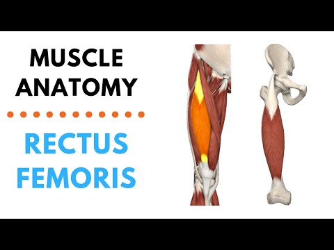 Rectus Femoris | Muscle Anatomy | Joetherapy