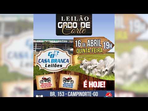 LEILÃO GADO DE CORTE CASA BRANCA LEILÕES -  CAMPINORTE - GO 16 /04 / 2026