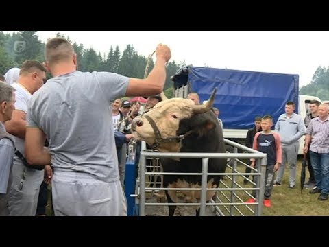 Održana 72. tradicionalna Čevljanska korida