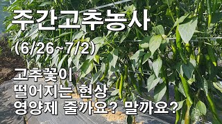 장마철에 고추 꽃이 떨어진다면 영양제 줄까요? 말까요? 주간 고추농사(6/26~7/2) 생리장애 자연낙과