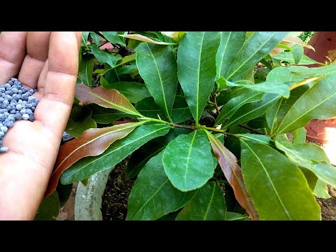 Bón DAP cho mai vàng thời điểm này có tạo nụ sớm không cái lợi của đáp làm lá xanh và dầy