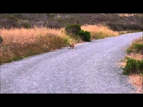 Bobcat vs Rattlesnake Camp Keep 07 29 2015