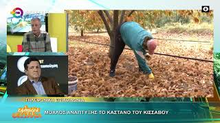 ΜΟΧΛΟΣ ΑΝΑΠΤΥΞΗΣ ΤΟ ΚΑΣΤΑΝΟ ΤΟΥ ΚΙΣΣΑΒΟΥ ΒΑΓΓΕΛΗΣ ΚΡΑΝΙΩΤΗΣ 09 10 2026 ΜΟΧΛΟΣ ΑΝΑΠΤΥΞΗΣ ΤΟ ΚΑΣΤΑΝΟ ΤΟΥ ΚΙΣΣΑΒΟΥ ΒΑΓΓΕΛΗΣ ΚΡΑΝΙΩΤΗΣ 09 10 2026