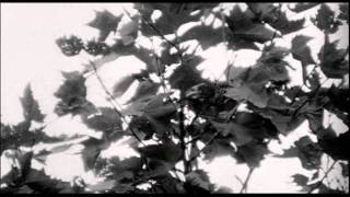 David Lynch - Good Day Today