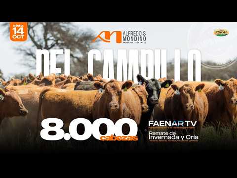 🔴EN VIVO | FAENAR TV + INV. y CRÍA,  desde Del Campillo, CBA | Alfredo S.Mondino, 14--10-26 🔴
