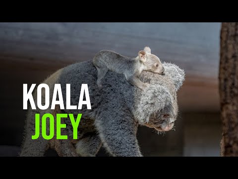 Koala Joey Emerges at Zoo Zurich