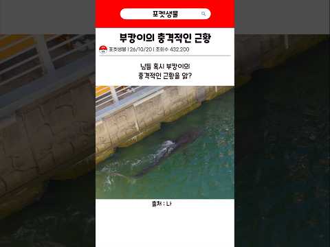 부캉이의 충격적인 근황 #출처나