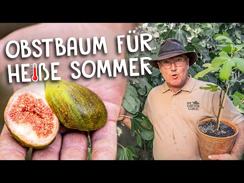 Schattenspender mit vielen Früchten ☀️ - Feigenbaum hält die Hitze bestens aus