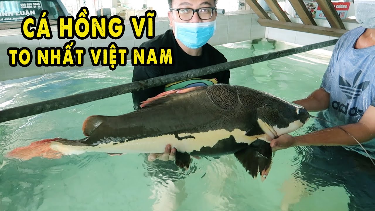 Thử Thách Ôm 4 Con Thuỷ Quái sông Mê Kông To Nhất Việt Nam | Phần 2