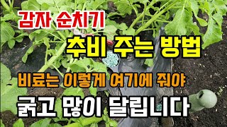 감자순치기 추비웃거름주는시기 방법 비료는 이렇게 여기에 줘야 감자가 굵고 많이 달립니다 비료살포기