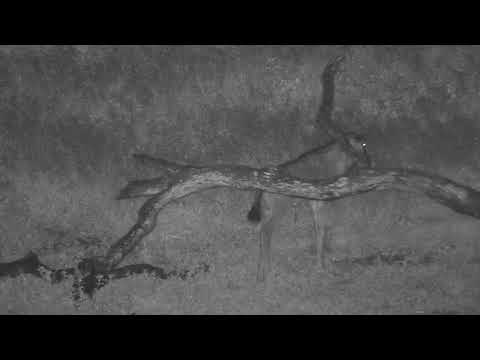 Djuma: Wildebeest calf by itself on other side of dam - 00:46 - 12/16/20