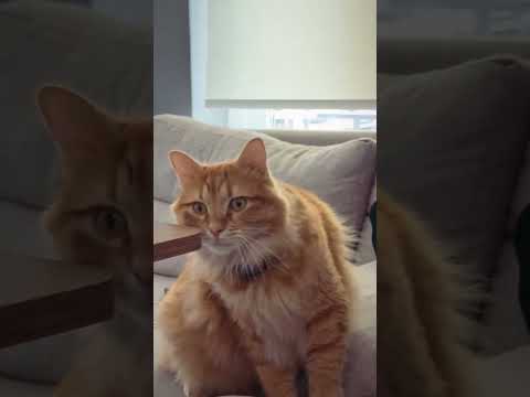 My Memories #funny #animals #comedy #cute #cutecat #cat #catlover #cats #catshorts #kitten #kitty